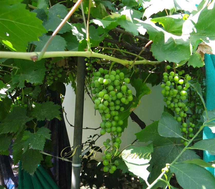  Fruits